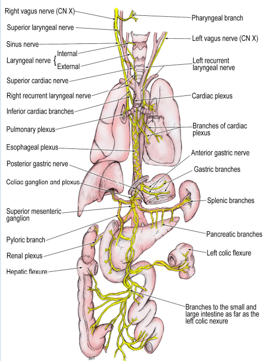 vagus nerve - gut connection